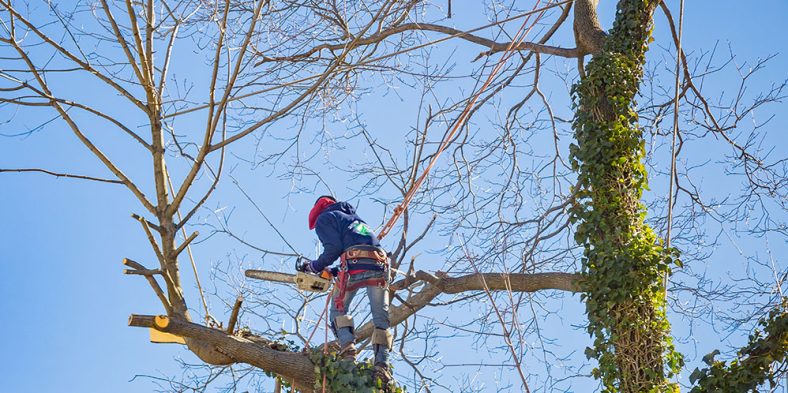 Tree Pruning – Focusing On Certain Seasonal Factors