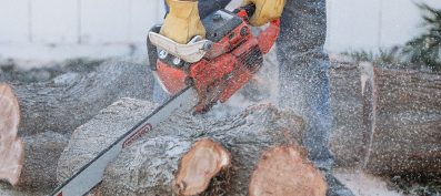 What a Tree Service Company Can Do For You?