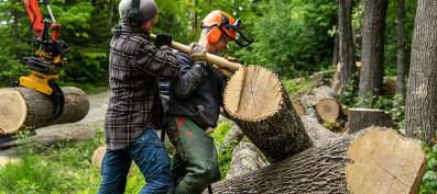 Identifying the Best Tree Removal Services