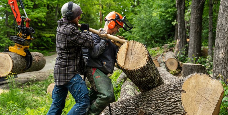 Tree Trimming Service for Tree Care